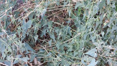 Reto visual: ¿Dónde está la mariposa que aparece en esta foto?