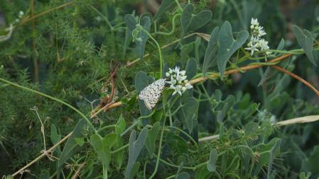 La mariposa que buscamos.