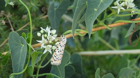 La mariposa que buscamos.