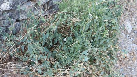 Solución del Reto de la mariposa.