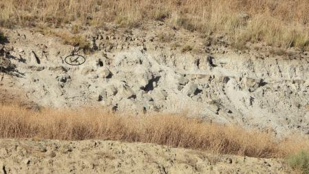 Solución al Reto de los abejarucos con su posición señalizada.