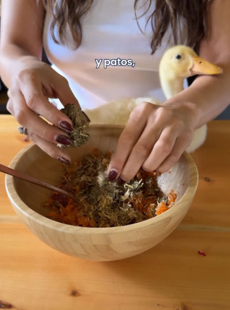 La veterinaria añade alfalfa a la mezcla para alimentar a sus patos