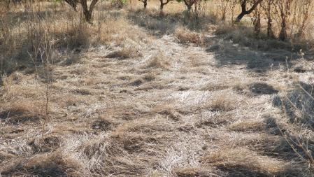 Reto visual: Aquí hay dos libélulas, ¿puedes encontrar una? ¿y las dos?