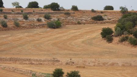 Reto visual: ¿Dónde se encuentra el aguilucho?