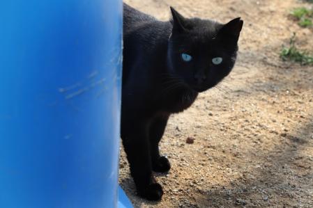 Un gatito negro asoma por las instalaciones del centro de acogida de animales de Terrassa