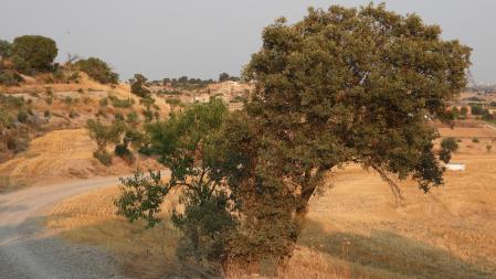 Reto visual: ¿Puedes encontrar al aguilucho?