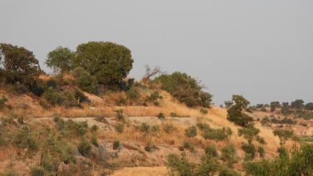 Reto visual: ¿Dónde se encuentra el aguilucho?