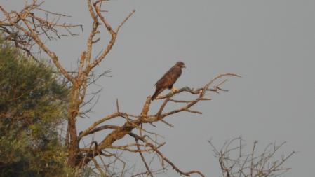 El aguilucho que buscamos.