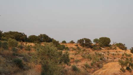 Solución al Reto visual del aguilucho.