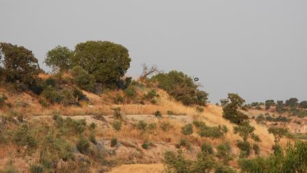 Solución al Reto del aguilucho.
