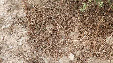 Reto visual: ¿Dónde está la lagartija?