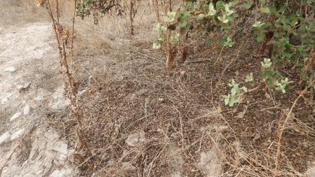 Reto visual: ¿Puedes ver a la lagartija?