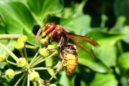 El avispón europeo.
