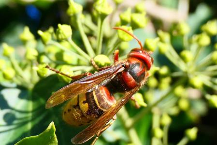 El avispón europeo.
