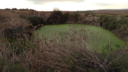 Reto Visual: ¿Puedes encontrar a todos los conejos de la fotografía?