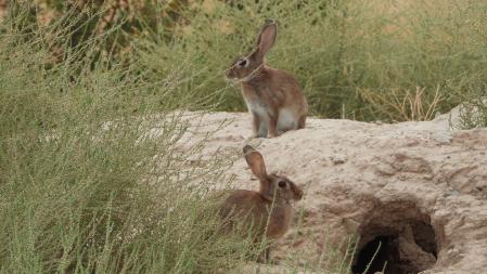 Lugar dónde están los conejos.