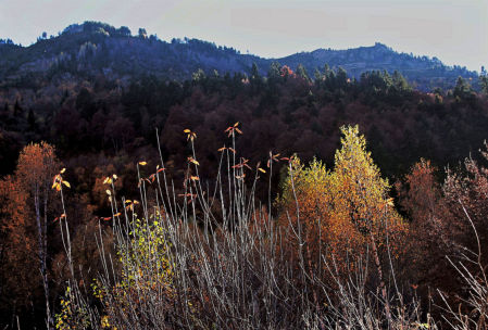 Otoño en la Vall d'Aran.