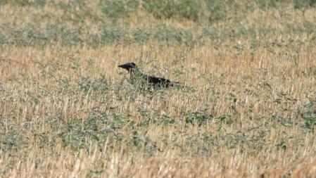 Otro de los cuervos que buscamos.