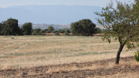 La posición de los dos córvidos señalizada.