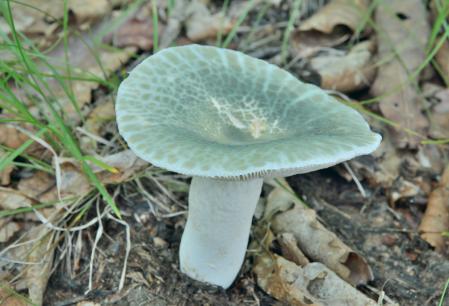 Russula virescens