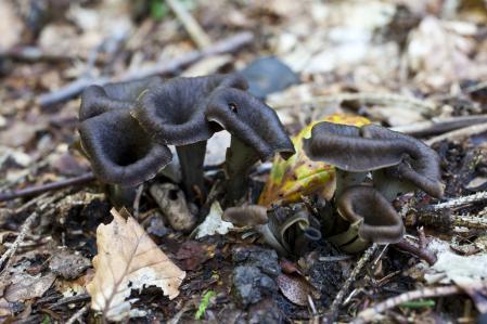 Craterellus cornucopioides o trompeta de la muerte