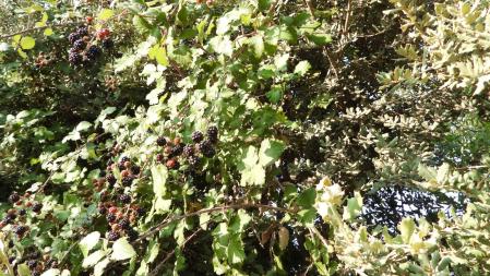 Reto visual: ¿Dónde está la mariposa que aparece en esta foto?