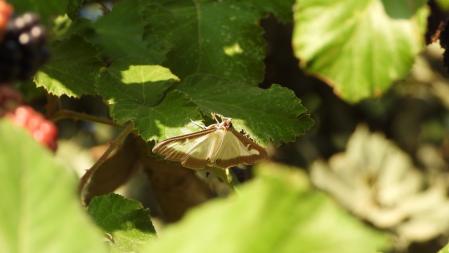 La mariposa que buscamos.