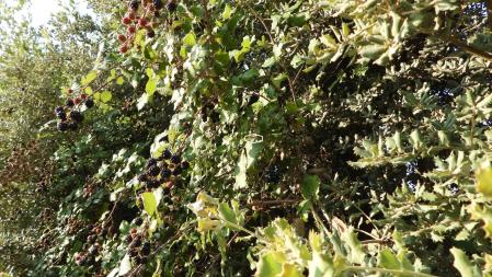 La posición de la mariposa señalizada.