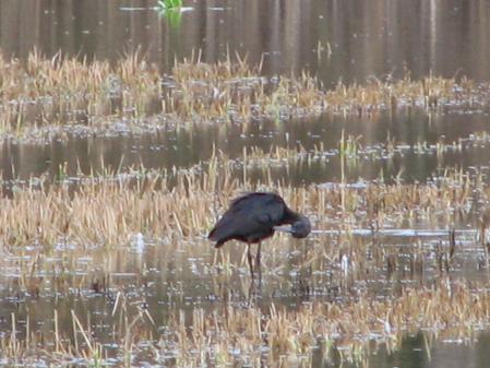 Morito en la laguna de la Albufera.