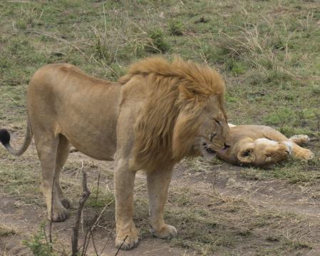 Final del proceso de la copulación de los leones.