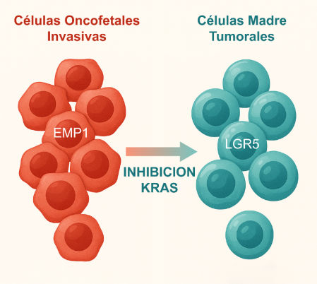 Tras aplicar el fármaco, las células que antes mostraban un perfil agresivo (EMP1) pasaban a expresar LGR5, un marcador típico de las células madre cancerígenas