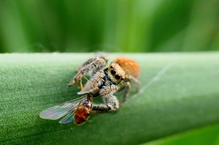 La araña saltadora devora a la hormiga negra.