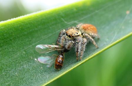 La araña saltadora devora a la hormiga negra.