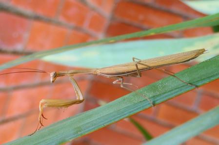 Mantis religiosa macho.