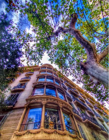 Diálogo entre árboles y arquitectura en el Eixample de Barcelona.