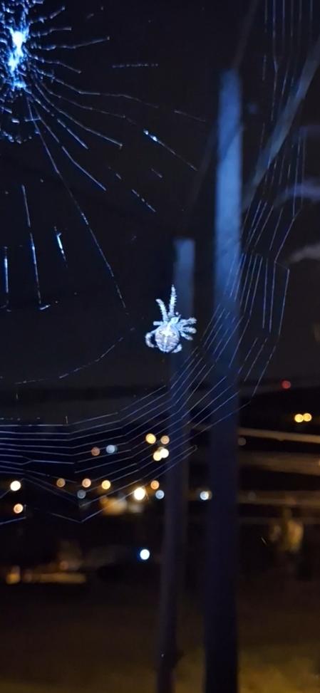 Araña de la cruz tejiendo su tela en la habitación de casa.