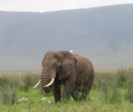 Elefante en Ngorongoro