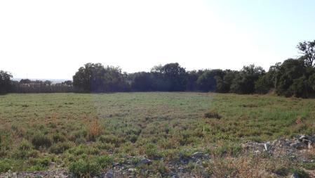 Reto visual: ¿Puedes ver a las perdices?