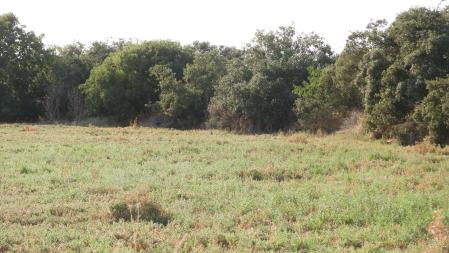 Reto visual: ¿Ves a las perdices?