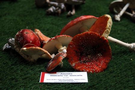 Exposición de setas en el IEI