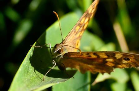 Mariposa pararge aegeria.