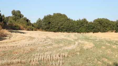 Reto visual: ¿Ves los conejos?