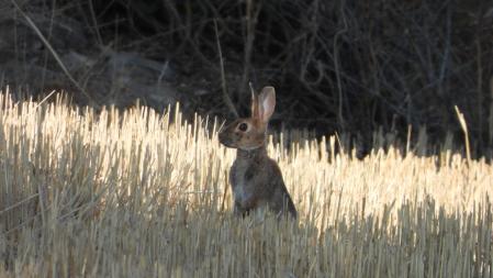 Conejo en el campo de Altet