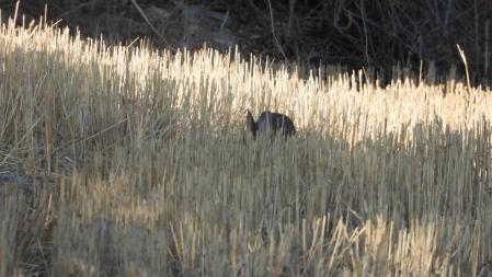 El segundo conejo que buscamos