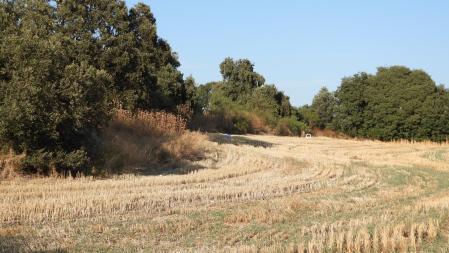 Segunda imagen con los conejos señalados