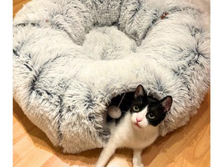 Mi gato en el dónut jugando