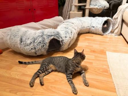 Mis gatos con el túnel que se convierte en cama