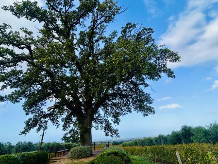 El imponente roble bicentenario de Bellaria Alta, junto a las viñas 