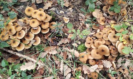 Setas en el pantano de Sau.