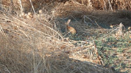 El conejo que buscamos, en detalle.